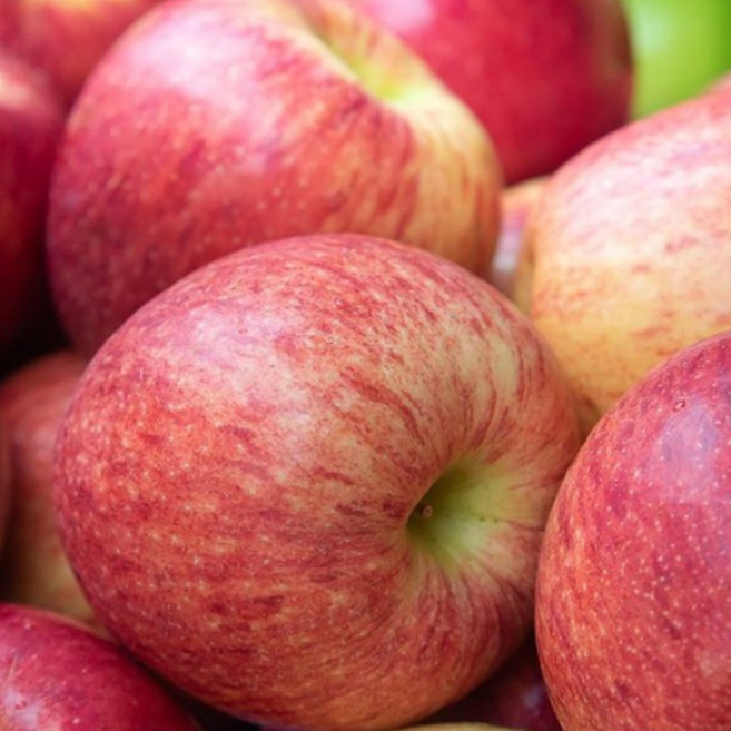 실속형 못난이 중과 소과 경북사과 요리용 선물세트, 1개, 10kg  경북사과  주스용(착즙용요리용 랜덤과)사과