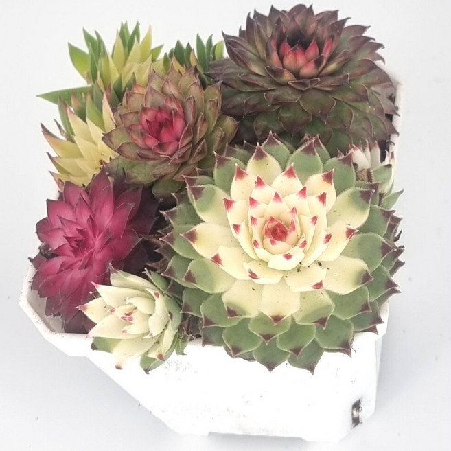 바위솔모듬 Rock pine 다육이 키우기 반려식물 모듬바위솔 형광바위솔, 혼합, 1개