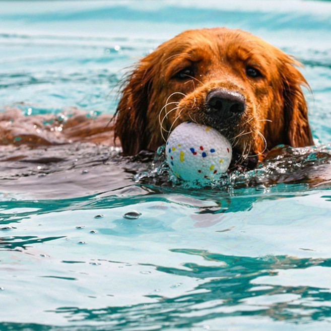 네고지오 반려동물 폭신한 탄력공 3pce, 1세트