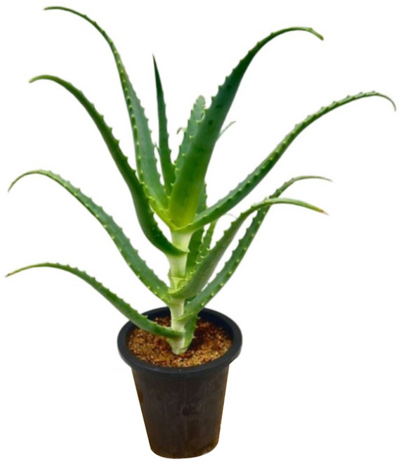 알로에 아보레센스 다육식물 식용알로에 다년생 디와이팜, 1개, .