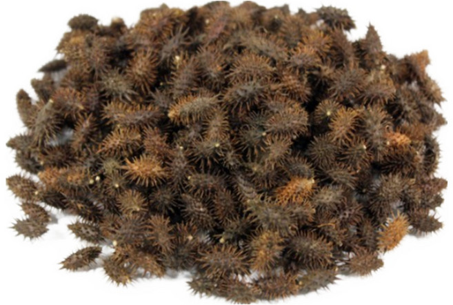 숲으로 건조약초 도꼬마리(창이자)(국산)200g 사은품증정, 200g, 1개, 1개입, 1개