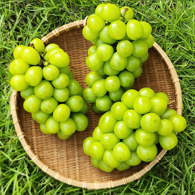 [산지직송] 국내산 고당도 샤인머스켓 씨없는포도, 1개, 2kg(가정용)