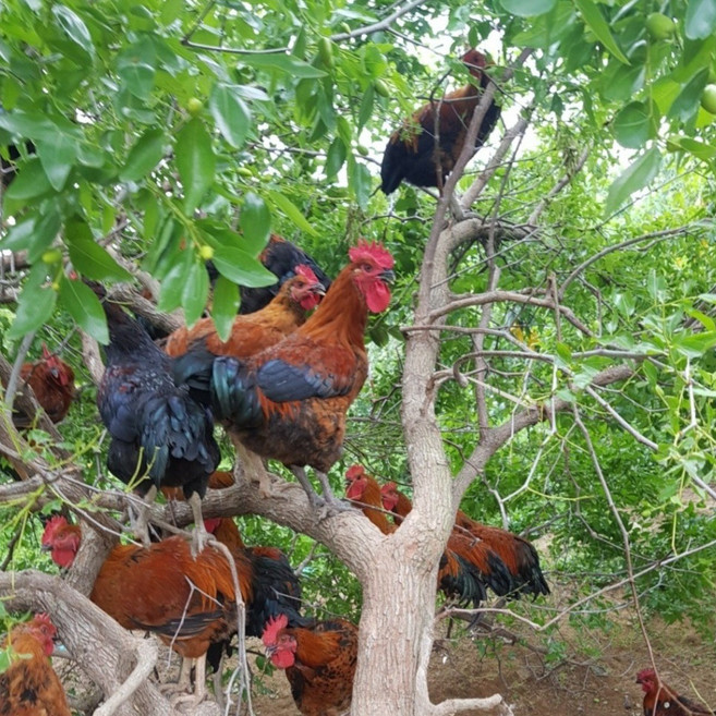 당일도축 토종닭 백숙용 2.3kg내외 오후4시마감 당일발송 생닭 장닭 한약재무료제공 살아있닭, 1개