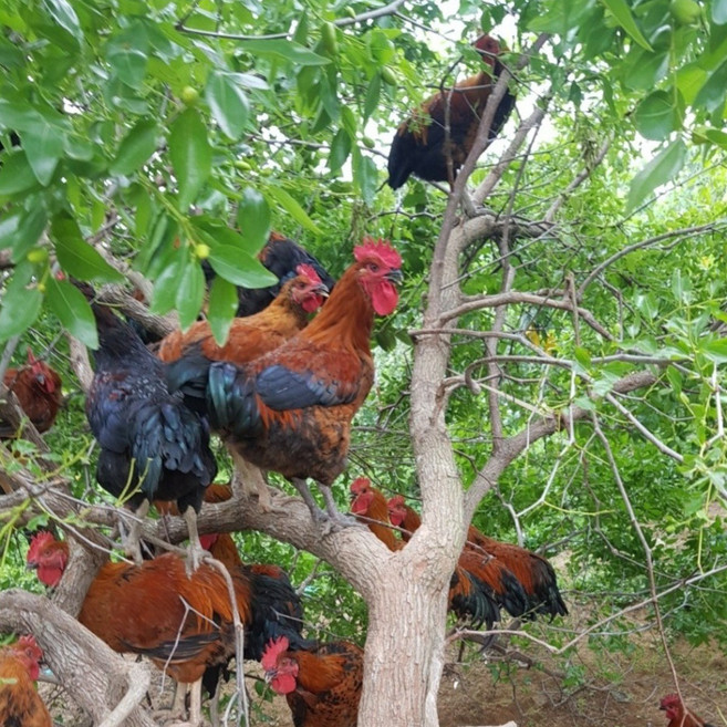토종닭 백숙용 장닭 2.3kg내외 오후4시마감 당일발송 백숙용, 1개
