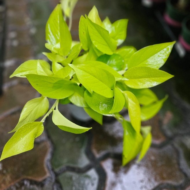 무배특가 플랜츠펙토리 형광스킨답서스 중품 반려식물 공기정화식물 15-30cm 79, 1개