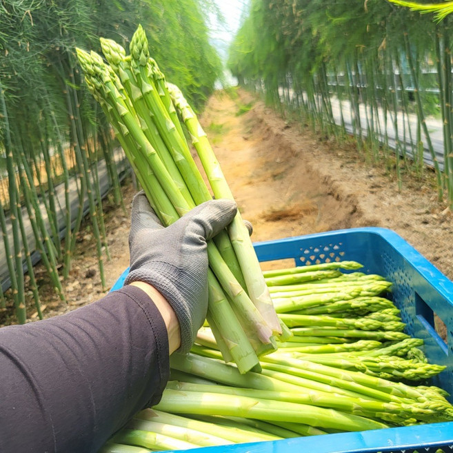 국산 생 아스파라거스 1kg, 1개, 생 아스파라거스 1kg(중간)