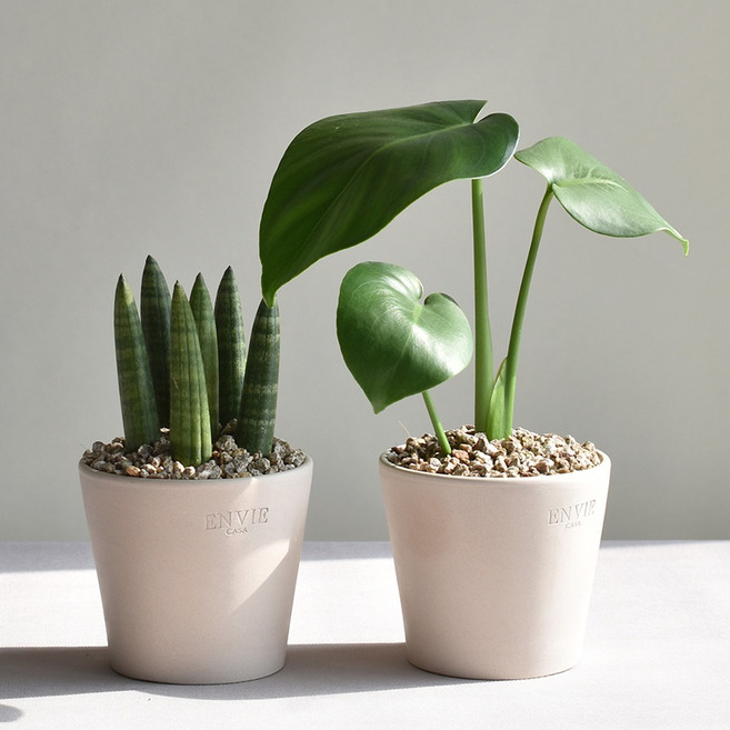 1+1 키우기 쉬운 공기정화식물 몬스테라 스투키 인테리어식물 앙비까사 화초, 몬스테라+스투키(앙비/빈/크림10+플라스틱받침 1호), 1개