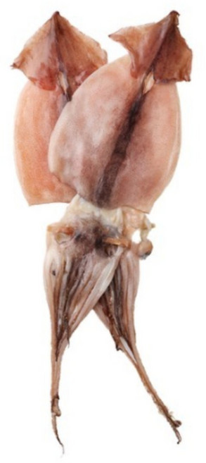 야들야들 쫄깃한 해풍에 말린 반건조 오징어 피데기 원양산 국내가공, 5개, 550g 내외 5미