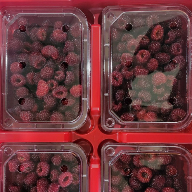 [제철 산딸기] 산지직송 당도, 4개, 250g