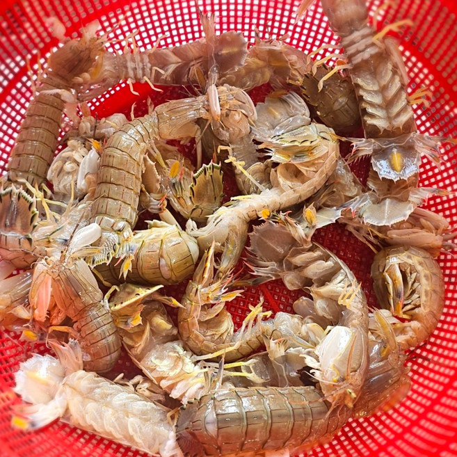 국내산 제철 서해안 생물 활 갯가재 알배기 찜 쏙 장, 1개, 1kg