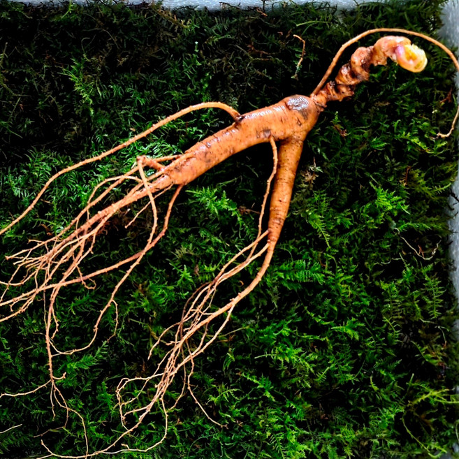 임금님산삼 산양산삼 당일배송 22년근 정삼 2뿌리/3뿌리 진짜 산양삼 국산 무농약 장뇌삼 생신 선물 건강 증진 면역 원기회복 강원도 고산지대 1200고지, 2개, 10g