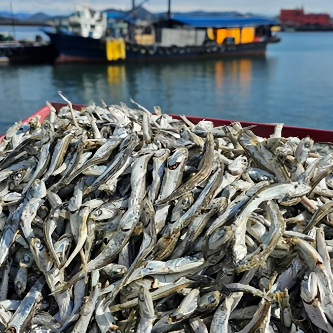 멸치원 남해안 통영 국물용 햇 다시멸치 육수용멸치 실속형멸치(식당용/알뜰), 1박스, 1.5kg
