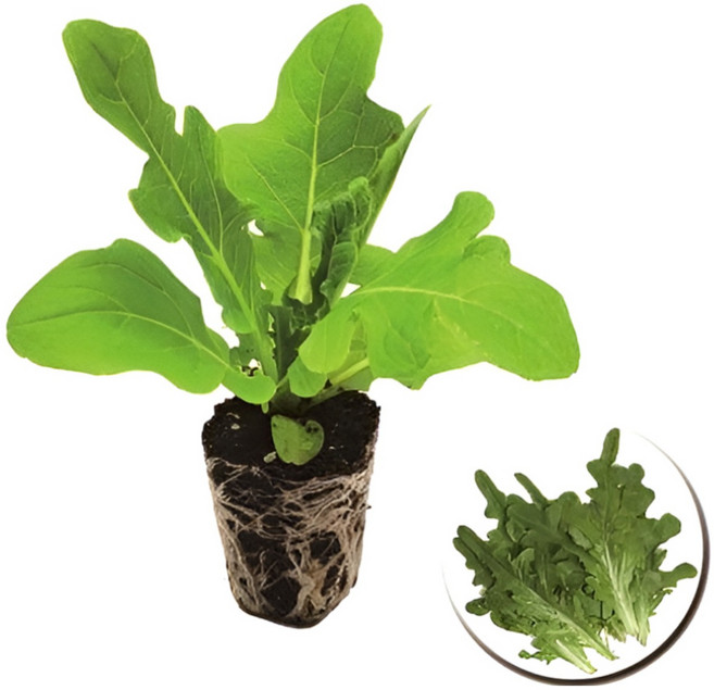 파머시카 오크상추 모종 청오크 상추, 16개