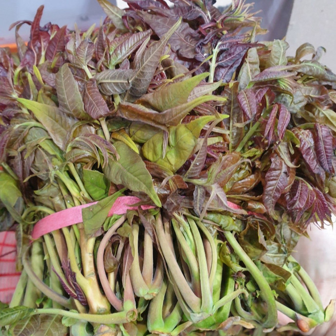 [2주한정] 가죽나물 참가죽 자연산, 1개, 2kg