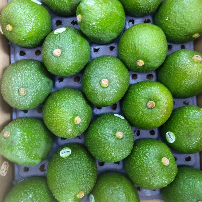 과일성지 싱싱 아보카도 후숙 아보카도 5과 10과 20과 대과 사이즈, 1세트, 싱싱 2kg내외_10과