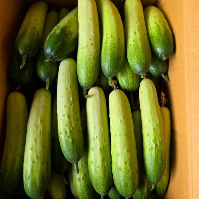 당일경매 아삭하고 싱싱한 백오이 백다다기오이 가정용 못난이, 1박스, 5kg(보통)