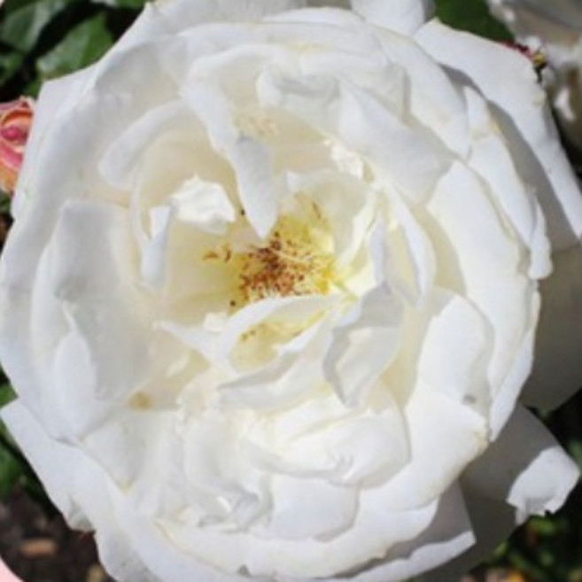 [충북농원] 넝쿨장미&사계넝쿨장미&땅장미 포트묘 50여종 - 수입장미고급장미희귀종 고급장미 포함, 고급사계땅장미11/파키, 1개