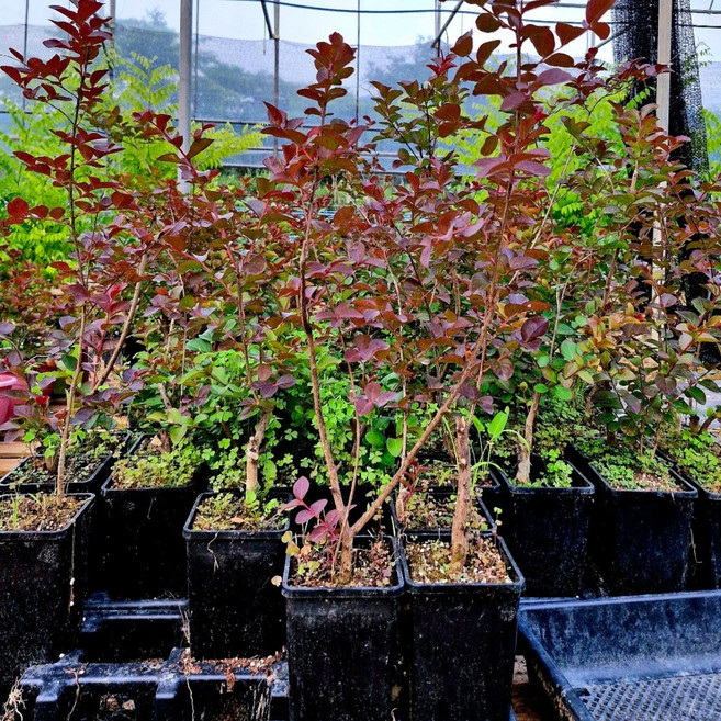 배룡나무 다이나마이트백일홍 2년생 화분묘