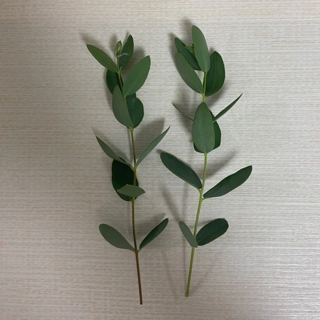 신선한 유칼립투스 생잎 50g / 100g, 1개 - 쿠팡