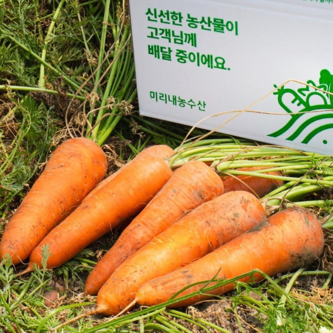 [미리내 농수산] 햇 당근 국내산 흙당근 제주 구좌 당근, 1개, 1kg [중]