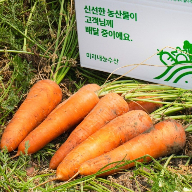 [미리내 농수산] 햇 당근 국내산 흙당근 제주 구좌 당근, 1개, 10kg [못난이,주스용]