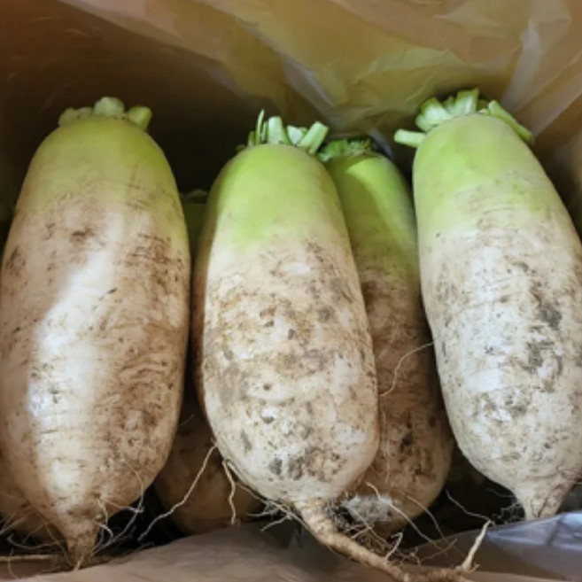 [시원한]국내산 고랭지 강원도 햇무 김장무, 1박스, 햇무 5kg