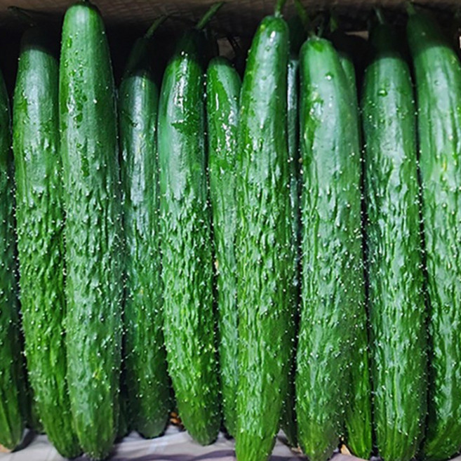 국내산 오이 못난이 가시오이 청오이 특, 1개, 10kg