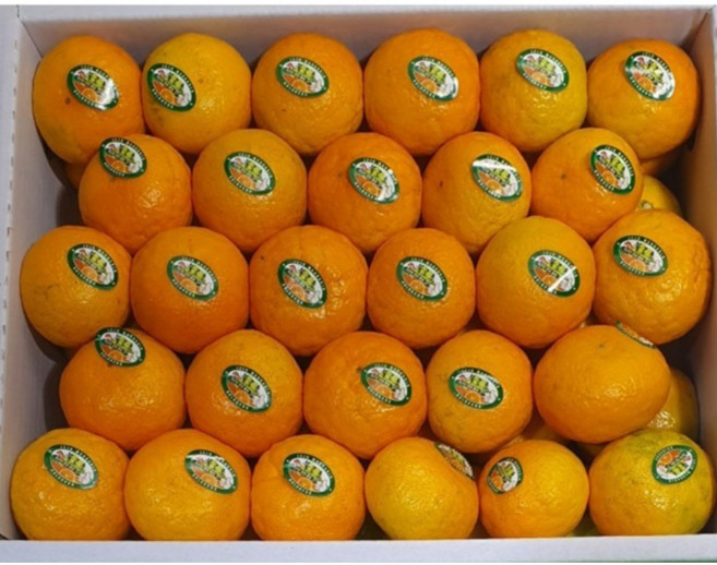 제주 감귤 14~17브릭스 유라조생 타이벡 귤로장생 불로초 귤 3kg 소과, 1개