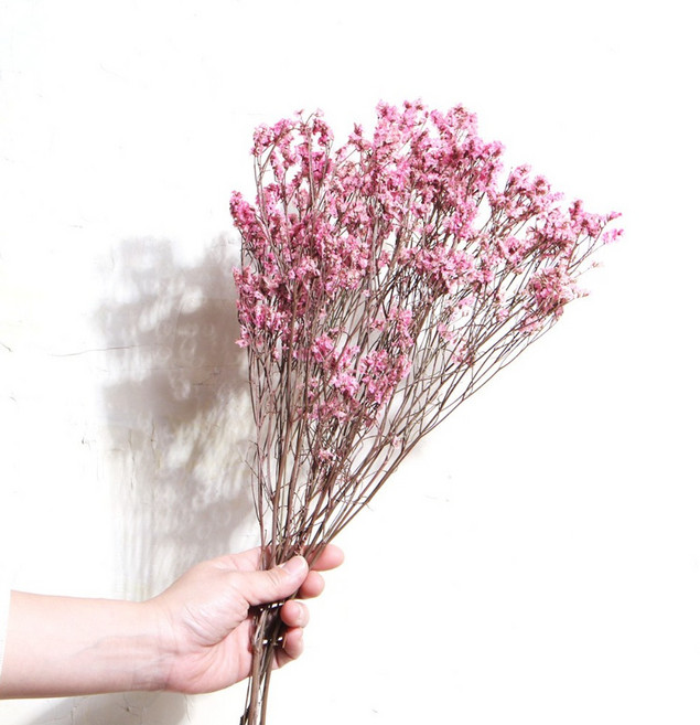 화연양화 프리저브드플라워 시네신스 시넨시스 4색 시들지않는생화, 02 워터핑크