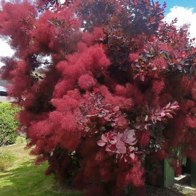 안개나무 자엽안개 로얄퍼플 묘목 3년생 가림원예조경, 1개