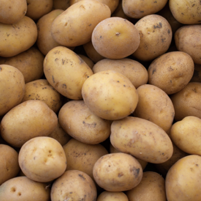 용이네 2025년 국내산 햇 감자 제철 수미 두백 알감자 3kg 5kg 10kg, 중(알감자) 10kg, 1개