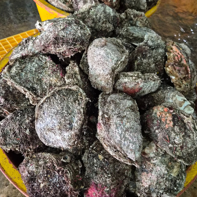 [산지직송]경남 통영 자연산 바위굴, 1개, 3kg[통각굴]