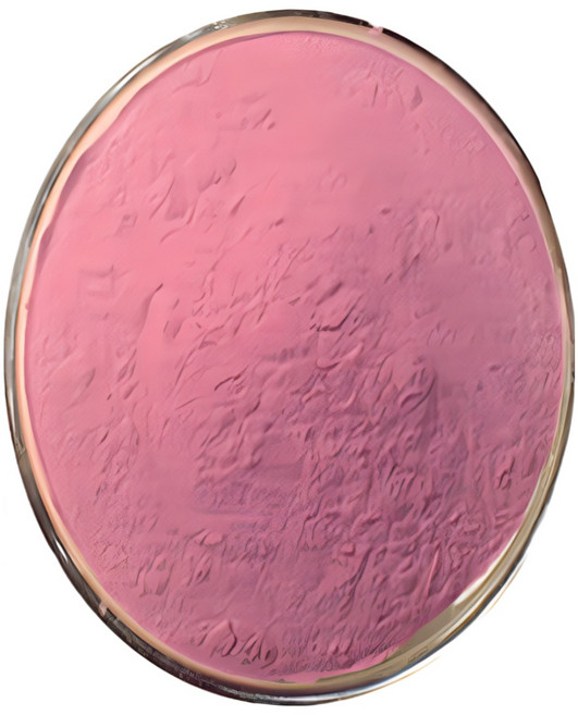 타트체리농축분말 100g 샘플, 1개, 단품