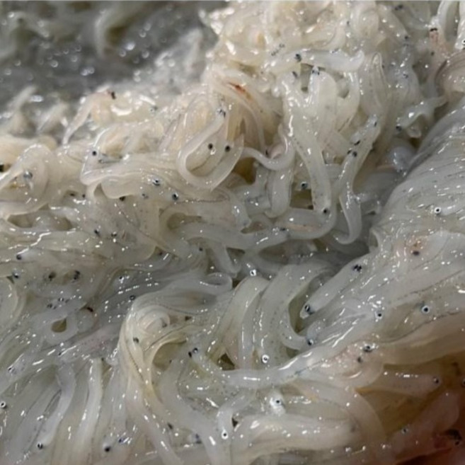 몽땅농수산 최상급 국산 장고항 생물 실치회 뱅어 300g, 2개, 최상급만 경매 실치회 300g