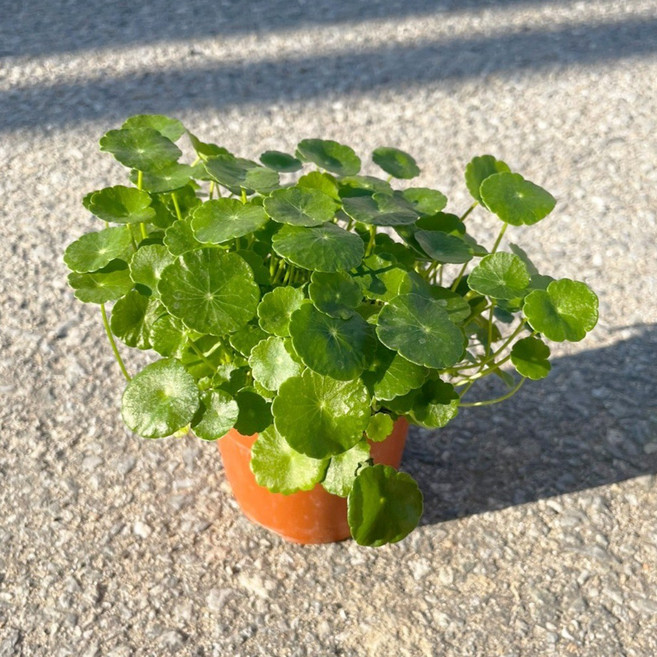 워터코인 3개입 수경재배 수생식물 실내공기정화식물 소품 어항 화초 대성식물