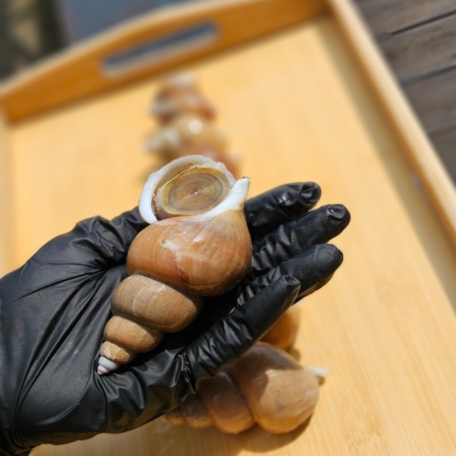 (당일조업)포항 구룡포 찰백고동 1KG, 1개, 특대1kg-9미 내외