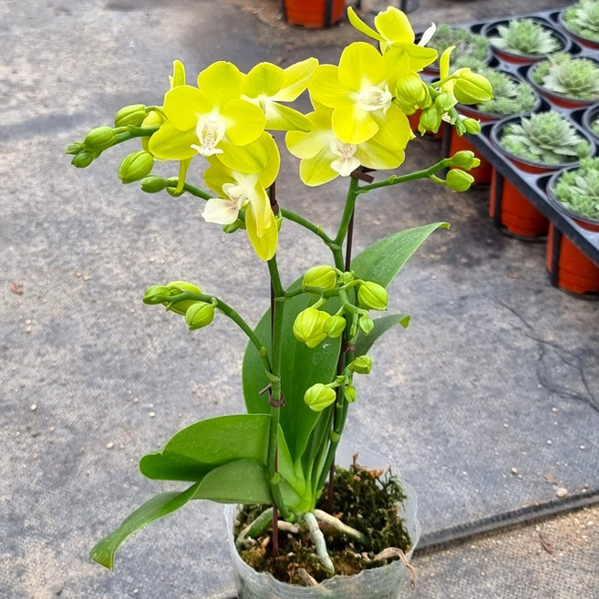 [풀멍상점] 스프링왈츠 (쌍대) / 서양란. 양난. 호접란. 축하선물. 개업선물.승진축하난. 집들이 / 선별발송 분채배송/ 방수라벨 이름표포함-농장직배, 1개