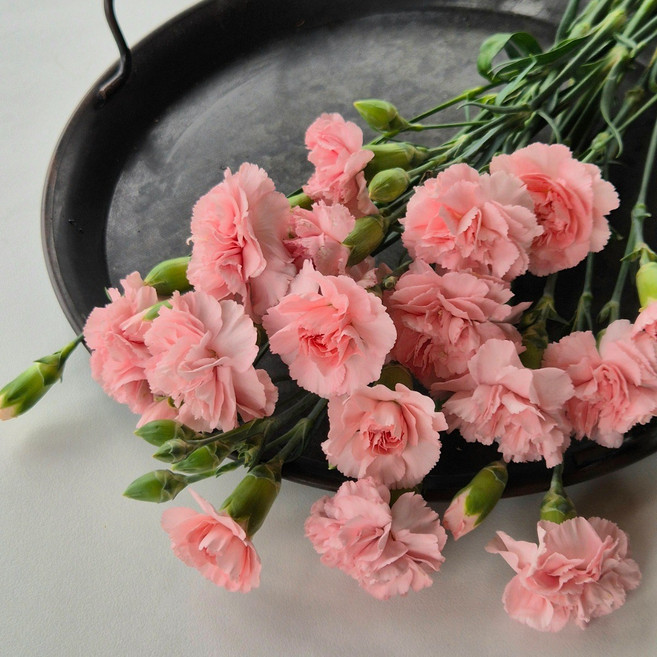 스프레이카네이션 미니카네이션 오래가는생화 양재꽃시장 복홈, 1개, 스프레이카네이션 핑크