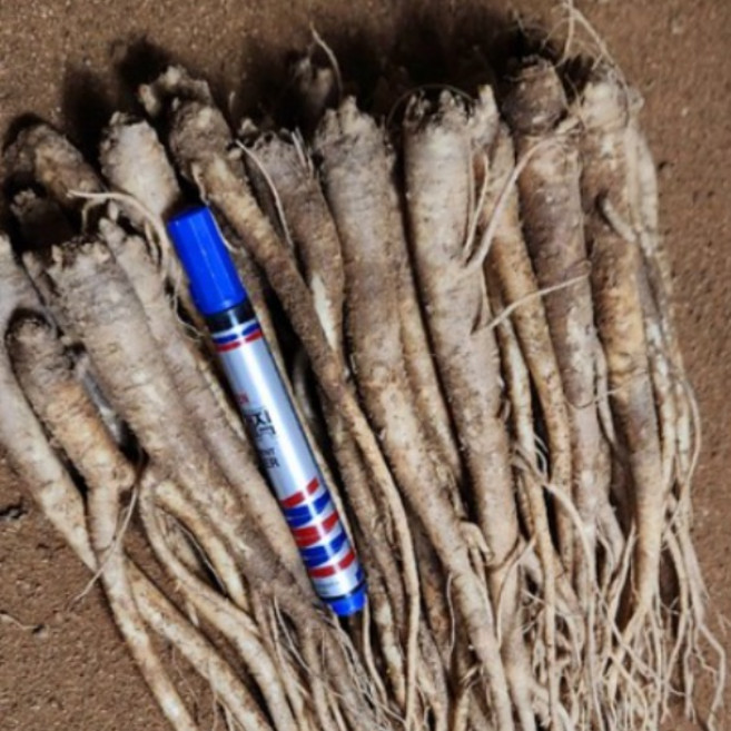 보람농장 안동 약도라지 뿌리, 1박스, 약 도라지 1Kg(비세척)