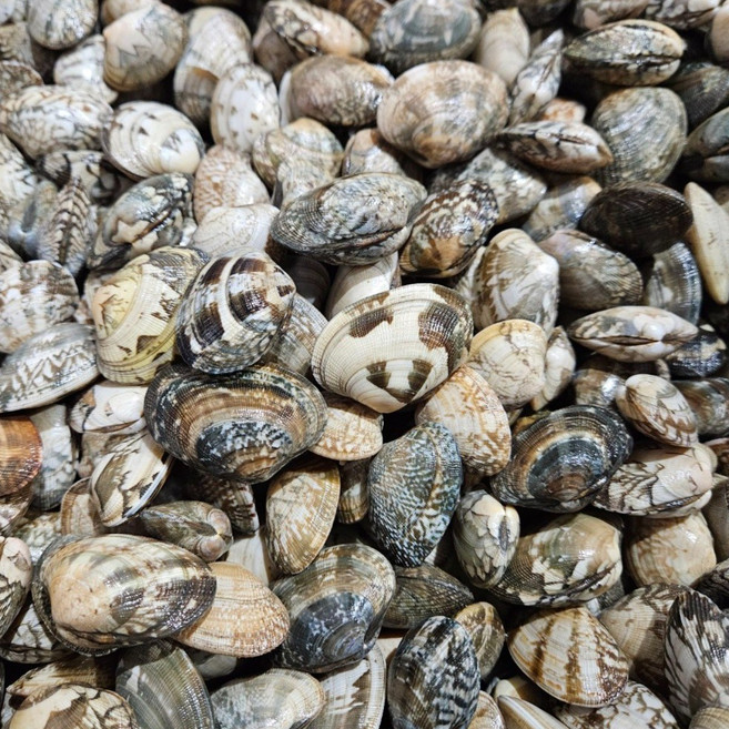 바지락부부 고창 갯벌 참바지락 해감O 당일발송, 1개, 바지락 5kg