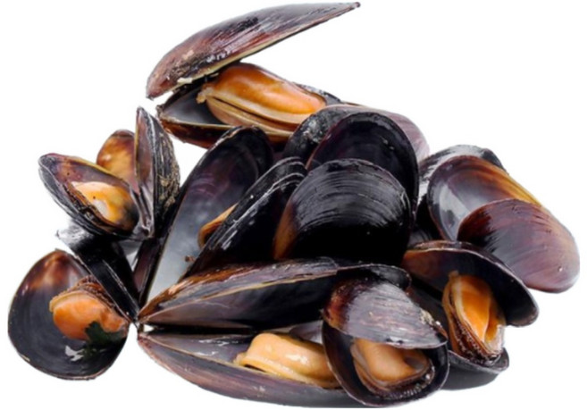 국내산 냉동 자숙 피홍합 10kg 벌크, 1개