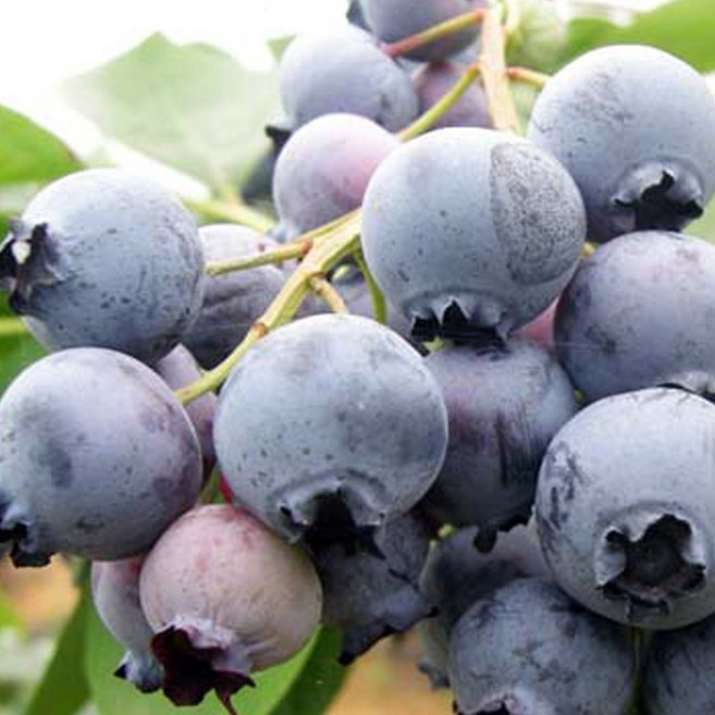 (나무판다) 블루베리 나무 묘목 브리지타 6치포트, 1개