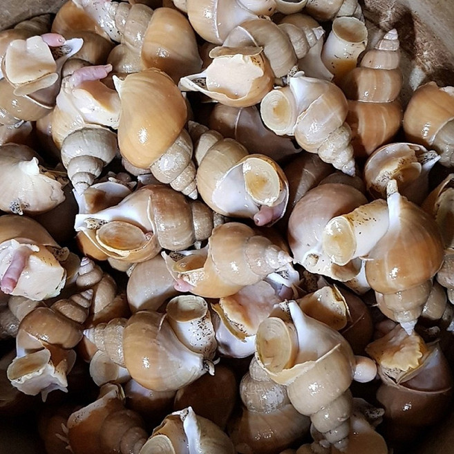 동해안 백골뱅이 포항 당일조업 생물 제철 백고동 골뱅이 1kg, 1개, 백고동 중