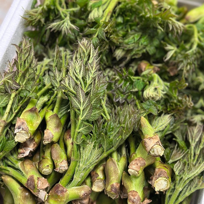 지리산 자연산 야생두릅 (가시없는 참두릅), 1개, 1kg