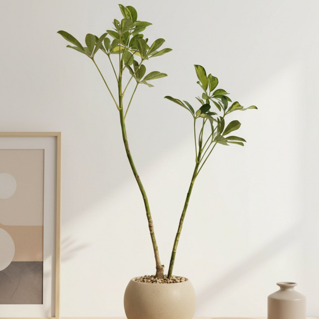 무늬홍콩야자 공기정화식물 대형 반려식물 키우기 플랜트메이트, 식물만, 1개