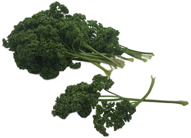 싱싱한 생파슬리 300g 파세리, 1개