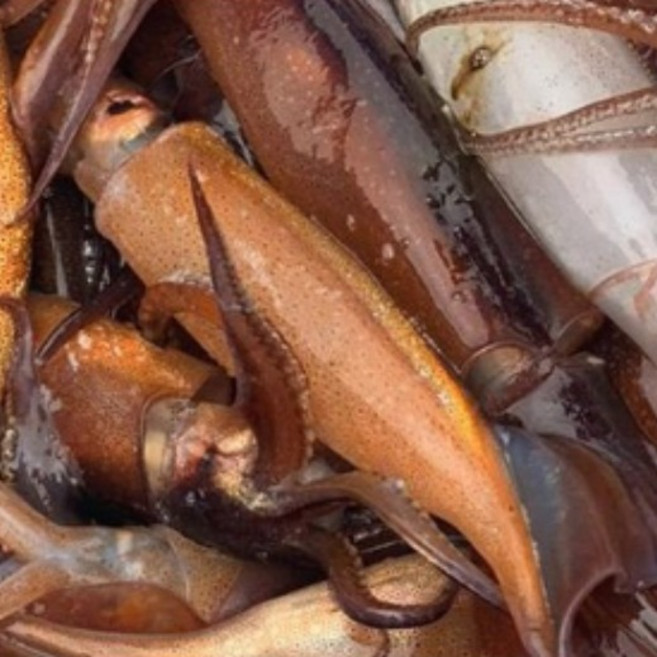 국내산 손질 통오징어 파지 국산 구룡포 오징어, 1개, 500g