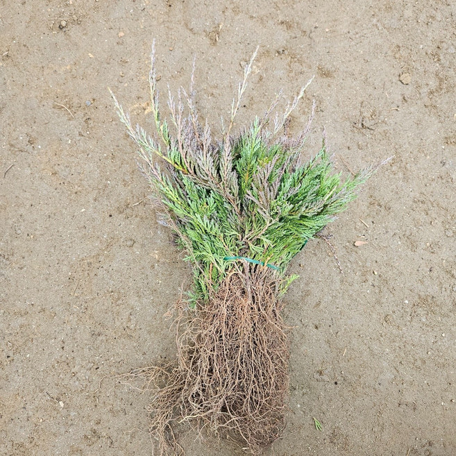 미국눈향( 바하브 ) [ 삽목 2년 ] #제이에스가든, 1개