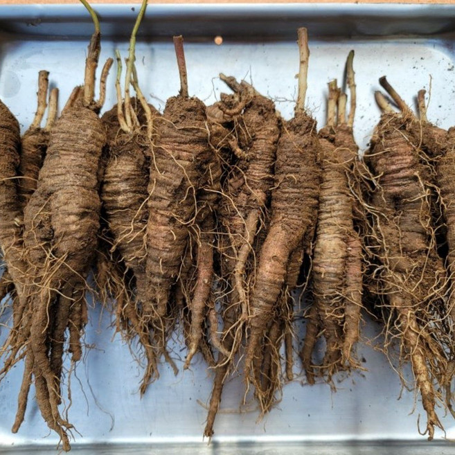 강원도 6년근 산더덕 햇더덕 3년근 식도라지, 1개, 담금주용 더덕 상품(20개 내외)