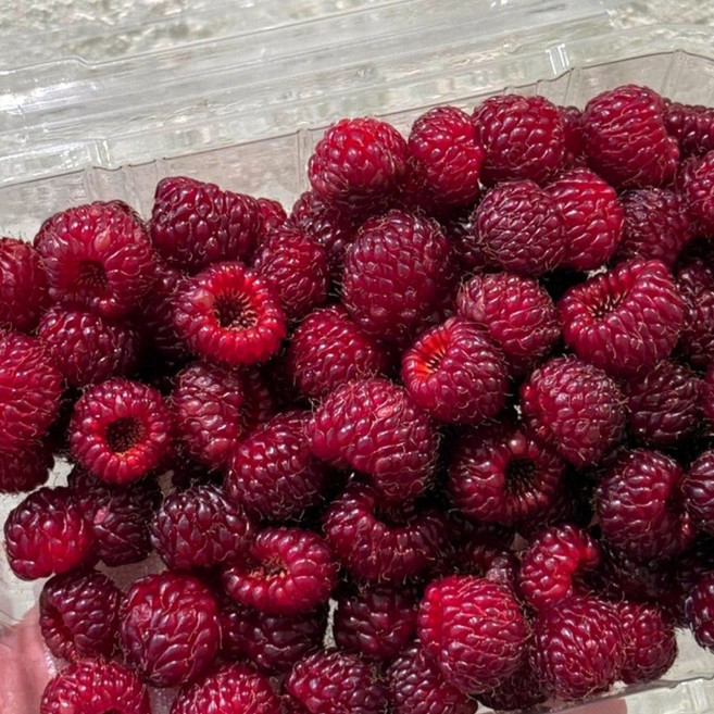 일등농수산 국내산 정품 급냉 특품 산딸기, 1개, 2kg